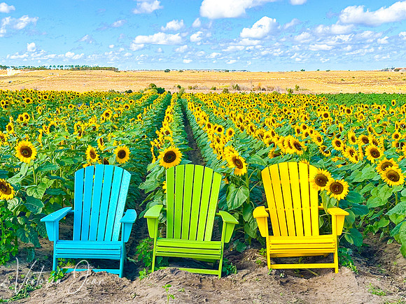 Field of Dreams
