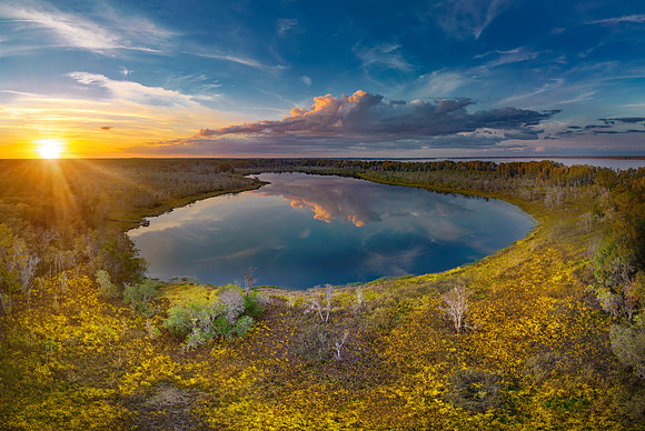 Swamp Marigold Sunset, FL