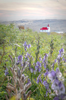 Ingjaldshólskirkja Church with Lupines on the Snæfellsnes Peninsula