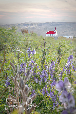 Ingjaldshólskirkja Church with Lupines on the Snæfellsnes Peninsula