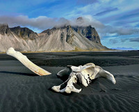 Stokksnes Beach Skull