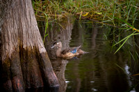 Wood Ducks