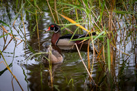 Wood Ducks