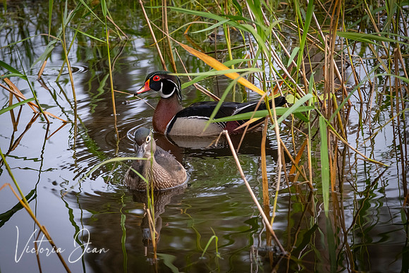 Wood Ducks