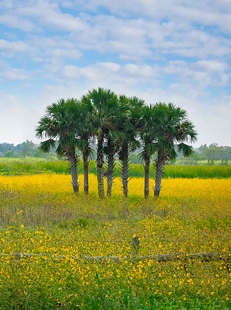 Fall in Florida Swamp Daisies