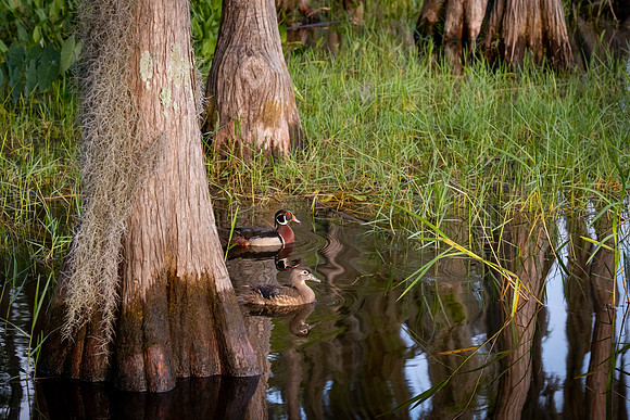 Wood Ducks