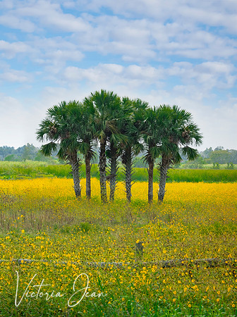 Fall in Florida Swamp Daisies
