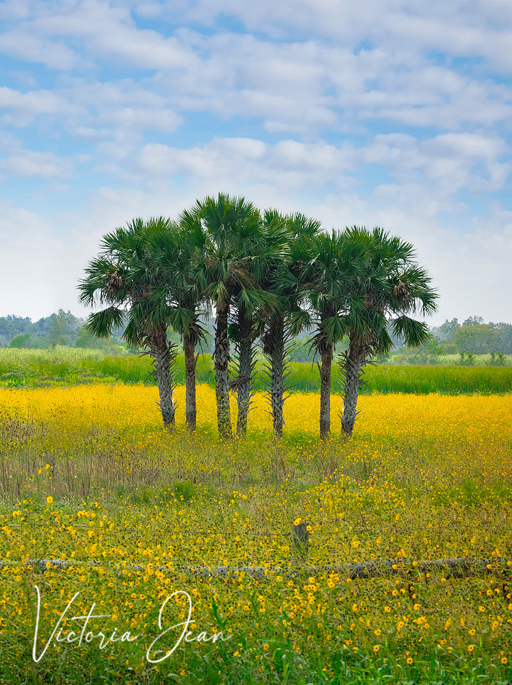 Fall in Florida Swamp Daisies
