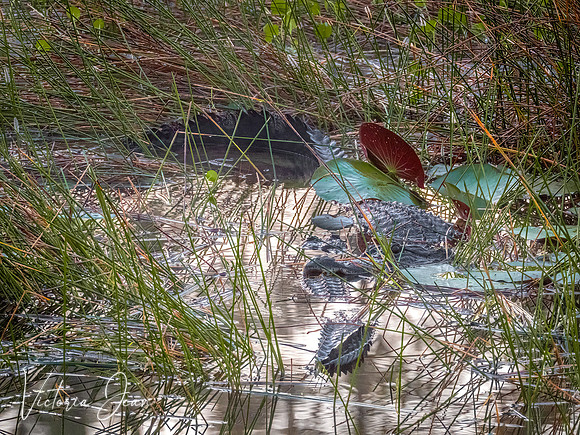 Gator Mating Season