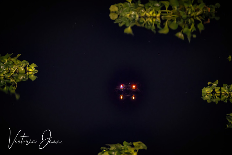 Gainesville Gator