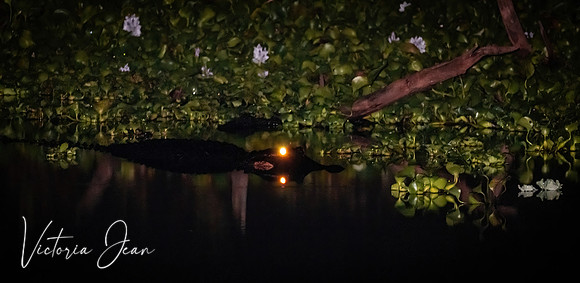 Gainesville Gator