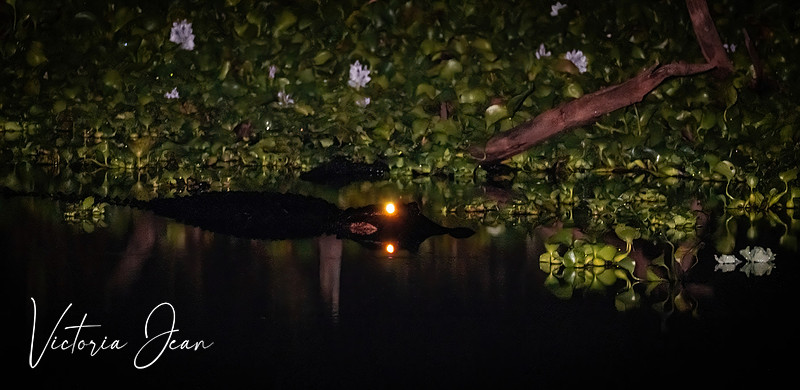 Gainesville Gator