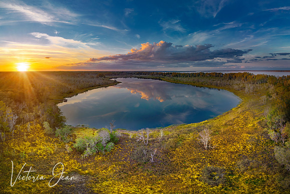 Swamp Marigold Sunset