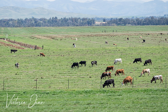 California