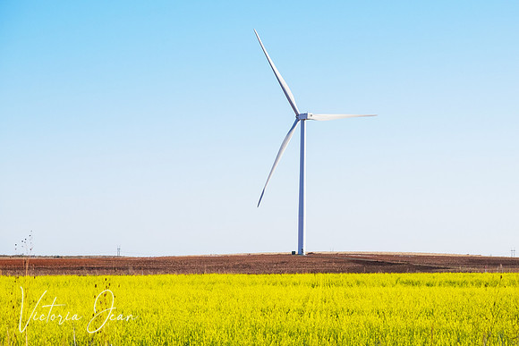 Windmill In Flower Field