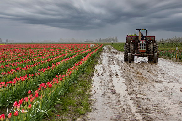 Skagit Valley, WA
