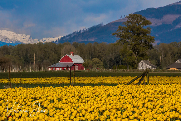 Skagit Valley, WA