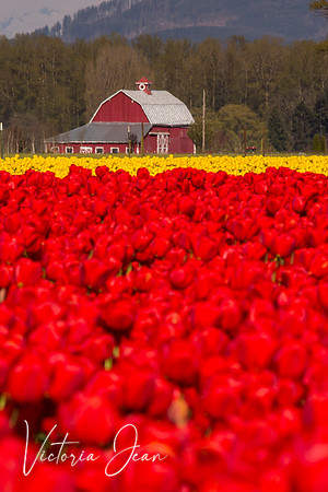 Skagit Valley, WA