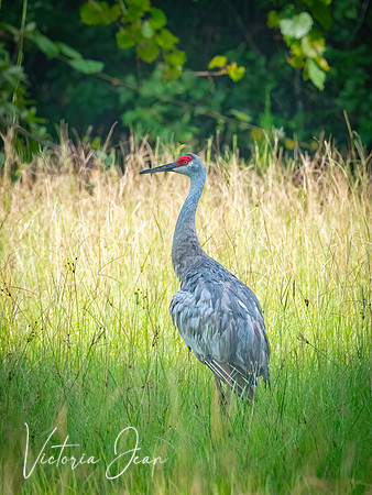 Crane