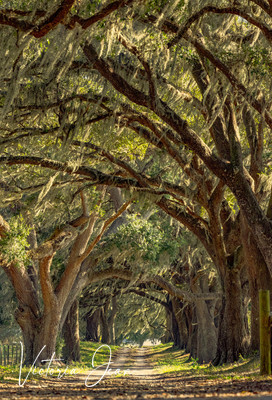 Florida Dirt Roads
