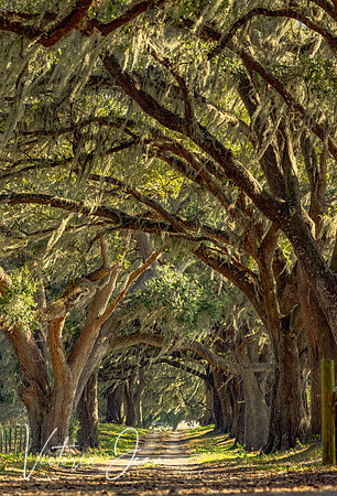 Florida Dirt Roads