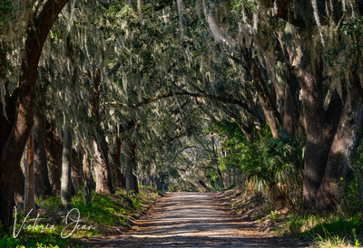 Florida Dirt Roads