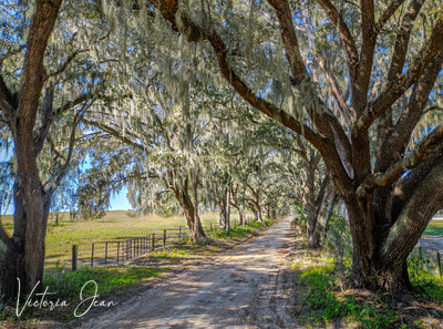 Florida Dirt Roads