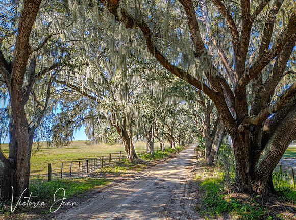 Florida Dirt Roads