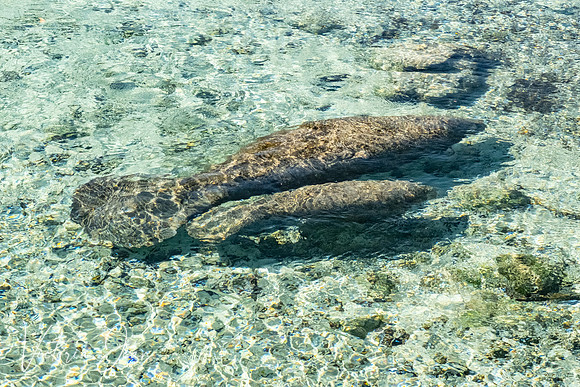Manatee Mom