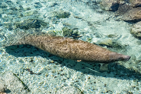 Manatee Breath