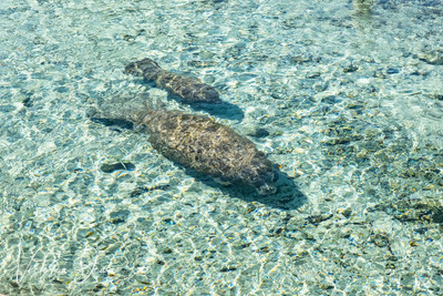 Manatee Mom