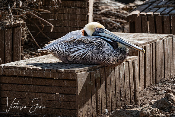 Pelican