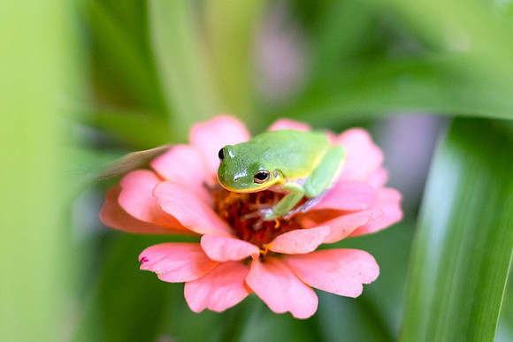Flower Frog