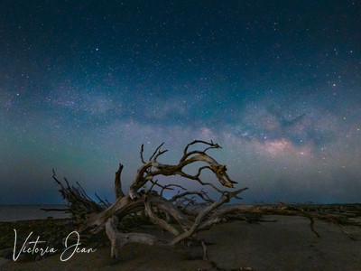The Fallen Giants of Jekyll Island